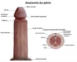 Agrandir son pénis naturellement : les secrets mystiques du marabout Mamadou Coulibaly